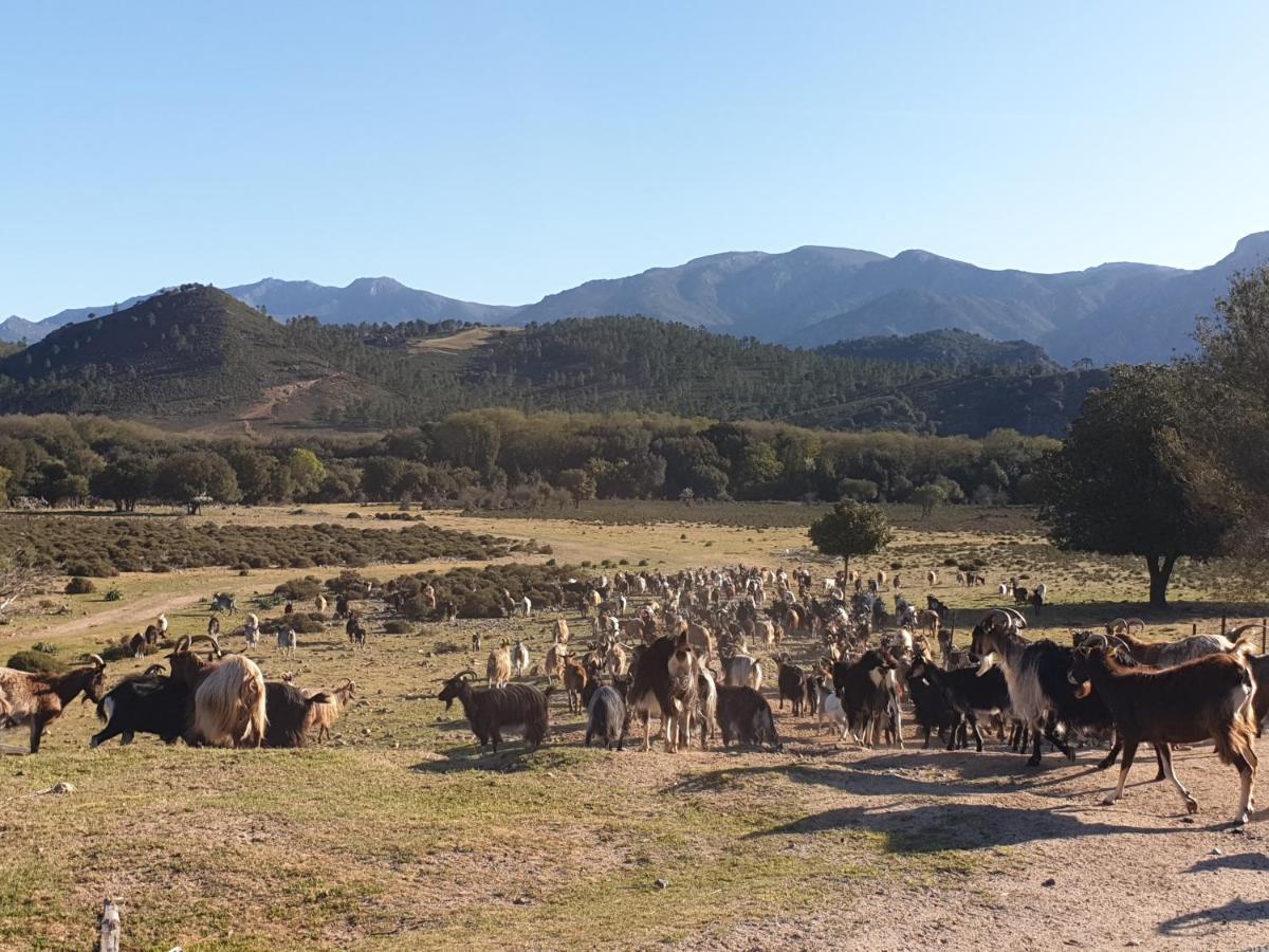 Pianotolinca - Centru Di Corsica Villa Moltifao Bagian luar foto